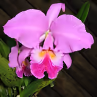 OrchidFields app icon